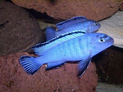 Noor  pseudotrofeus  pindani