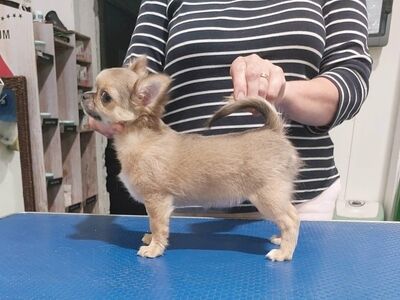 CHIHUAHUA