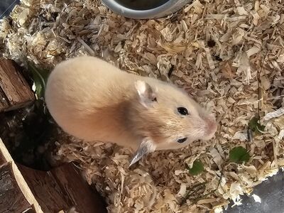 Hamster