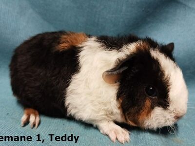 Tõu merisead Teddy-emased