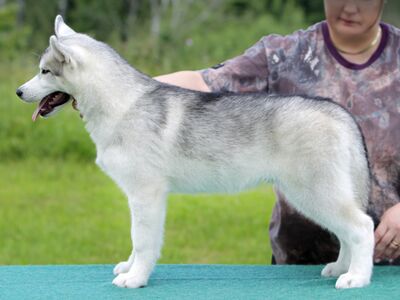 Siberian Husky show class puppy