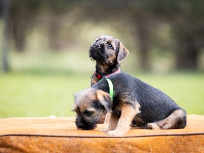 Border terrier