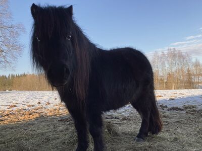 Eesti väikeponi mära