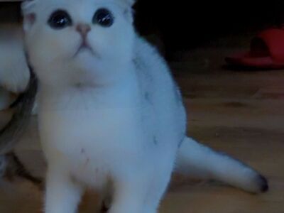Super ilus scottish fold, hõbešinšilla