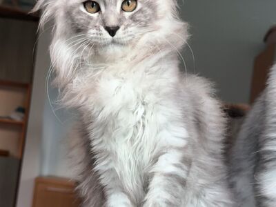 Maine Coon, emane