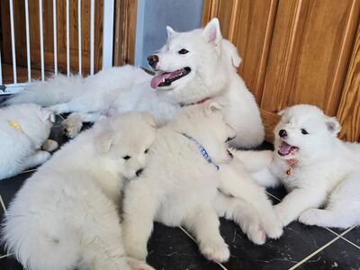SAMOYED