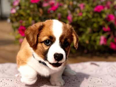 Welsh Corgi Cardigan