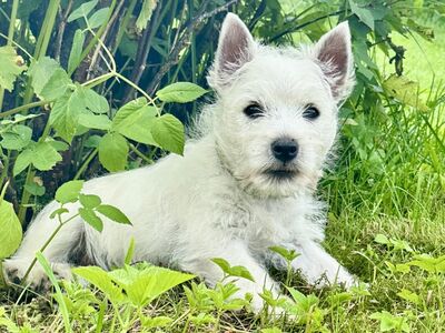 West highland white terrier