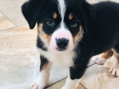 Berni alpi karjakoera kutsikad