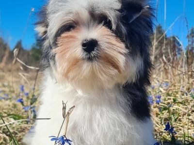 Biewer Terrier kutsikad