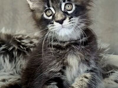 Maine Coon, emane