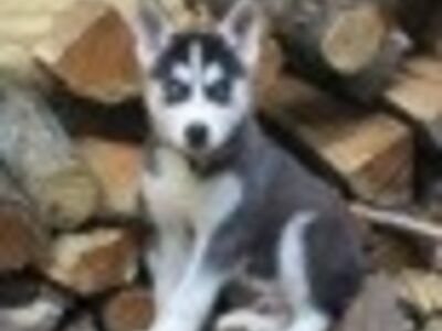 Siberi husky kutsikad on valmis oma uude koju.