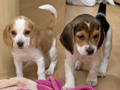 Beagle'i kutsikad
