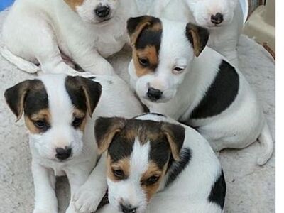 Jack Russelli kutsikad on nüüd saadaval