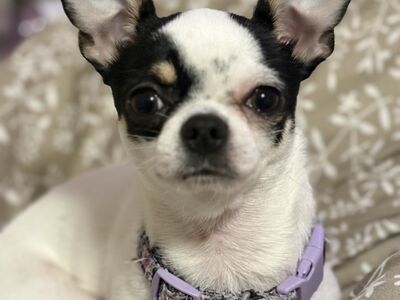 Chihuahua