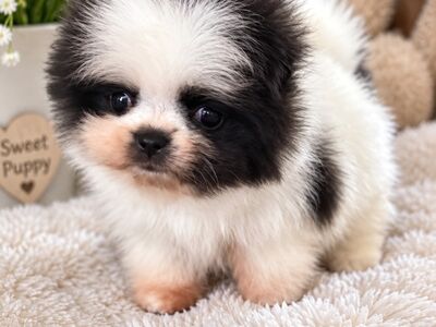 Pomeraniani kutsikas