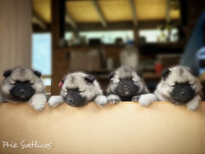 Keeshond