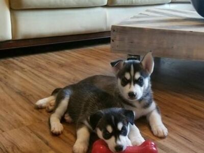 Husky kutsikad otsivad kodu.