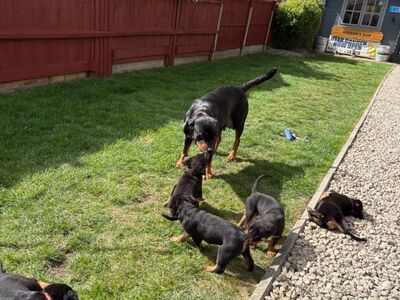 ROTTWEILER