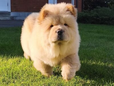 Chow chow kutsikas