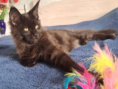 Maine Coon kassipojad