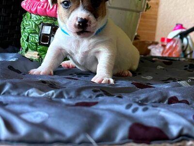 Jack Russell terjer