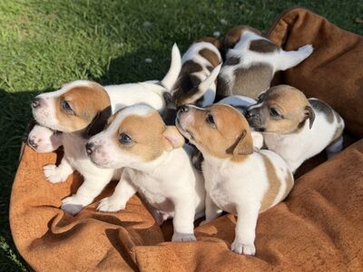 Jack Russell terjeri kutsikad
