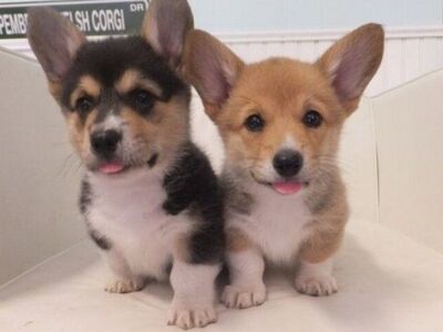 Saadaval on Walesi Pembroke Corgi kutsikad