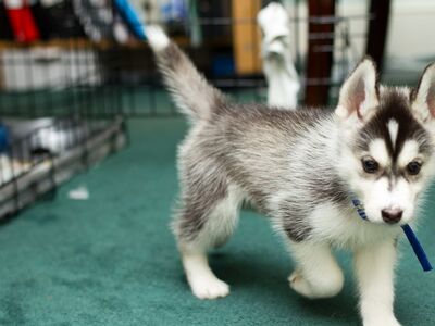 Siberi husky kutsikad