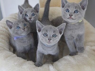 Russian blue kittens available
