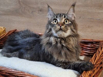 Maine Coon kassipojad