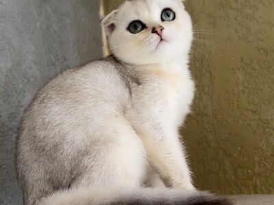 Scottish fold