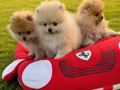 Pomeranian Sprs