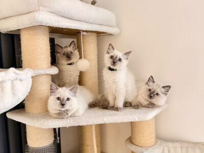 Ragdoll kittens read for new home