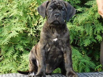 Cane Corso