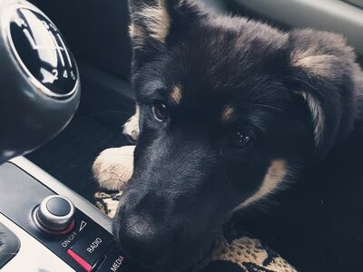 SAKSA LAMBAKOERA JA ROTTWEILERI SEGU KUTSIKAS