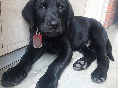 Labradori retriiveri kutsikad