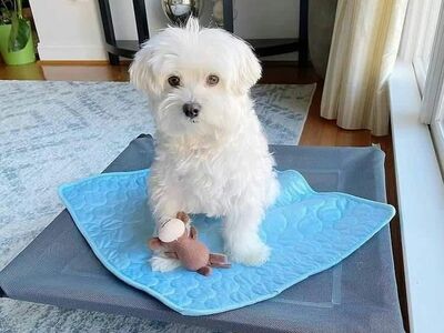 Müüa malta bichon'i kutsikad.