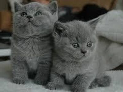 British Shorthair kittens