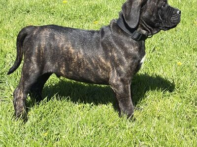 Cane Corso