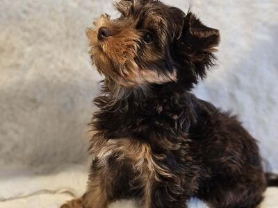 Yorkshire Terrier