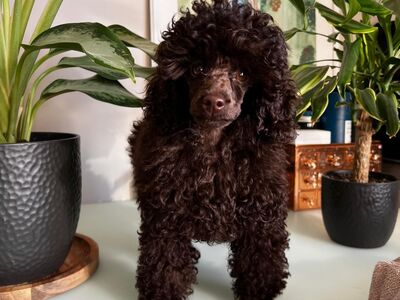 Toy poodle