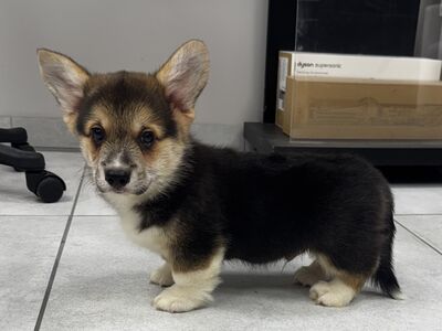 Welsh corgi Pembroke