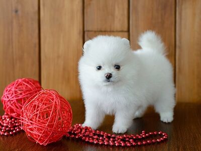 Pomeranian kutsikad