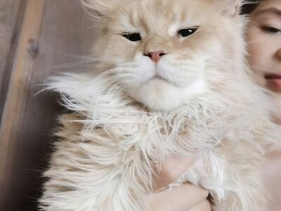 Maine Coon poiss