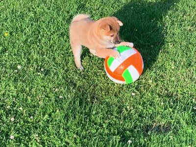 Shiba inu