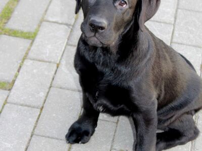 Labradori retriiveri kutsikad