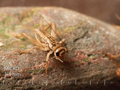 Eurokilgid