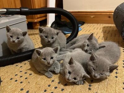 Russian blue kittens