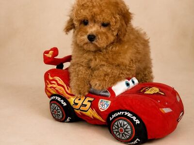 Maltipoo